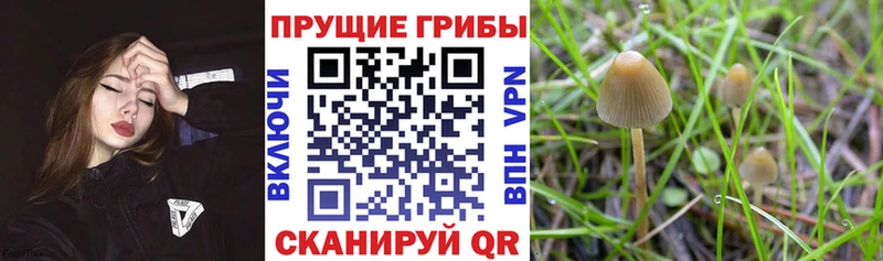 Купить закладки  Кяхта  Псилоцибиновые грибы Cubensis 